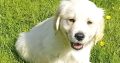 Golden Retrievers for sale in Dublin – Microchipped