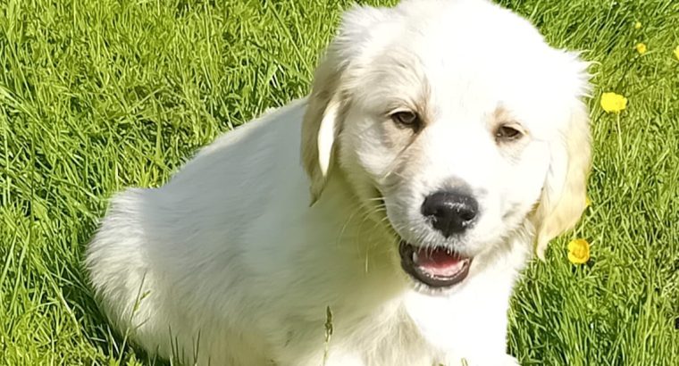 Golden Retrievers for sale in Dublin – Microchipped