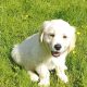 Golden Retrievers for sale in Dublin – Microchipped