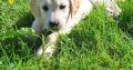 Golden Retrievers for sale in Dublin – Microchipped