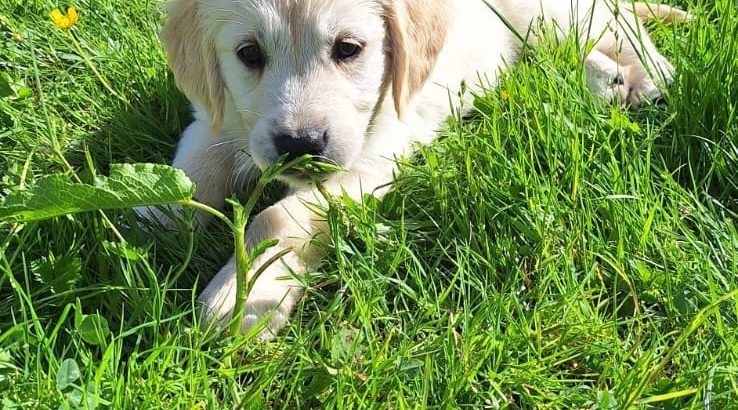 Golden Retrievers for sale in Dublin – Microchipped