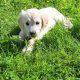 Golden Retrievers for sale in Dublin – Microchipped
