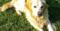 Golden Retrievers for sale in Dublin – Microchipped