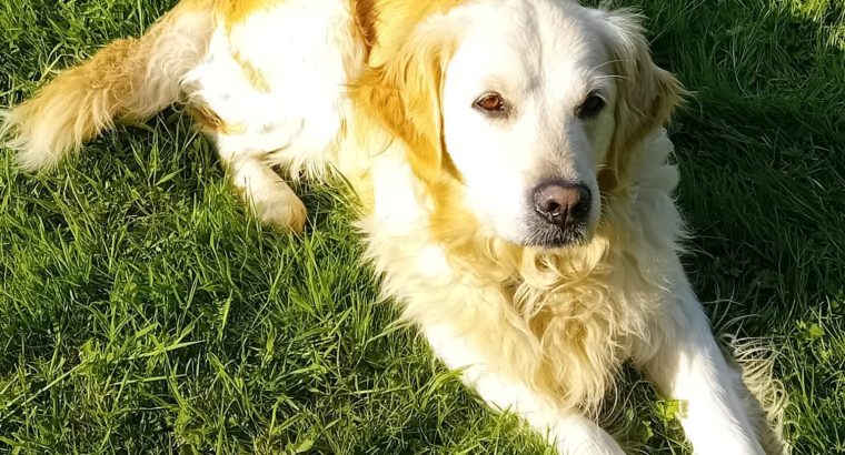 Golden Retrievers for sale in Dublin – Microchipped