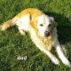 Golden Retrievers for sale in Dublin – Microchipped