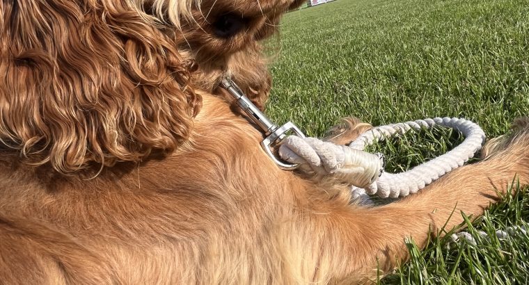 Cocker spaniel for sale