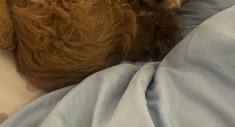 Cavapoo puppy for sale