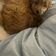 Cavapoo puppy for sale