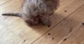 Cavapoo puppy for sale