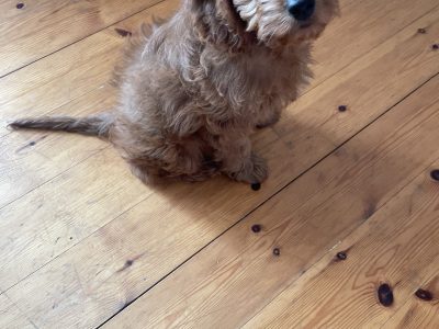 Cavapoo puppy for sale