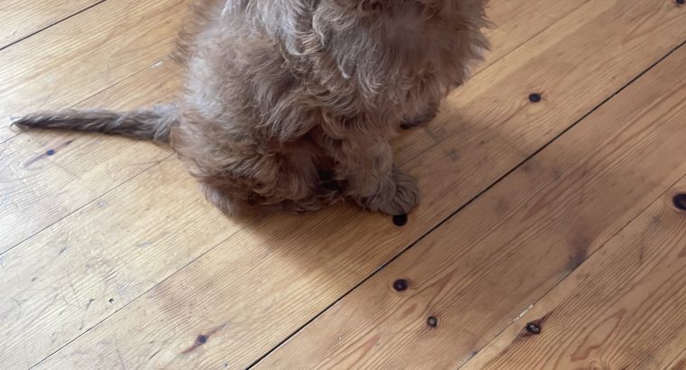 Cavapoo puppy for sale