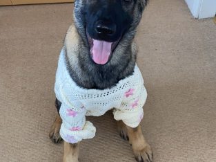 German shepherd 6 months puppy IKC REGISTERED