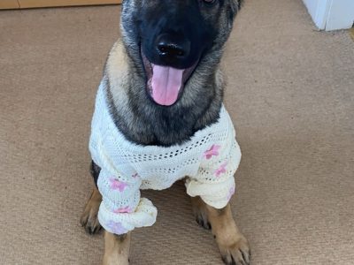 German shepherd 6 months puppy IKC REGISTERED