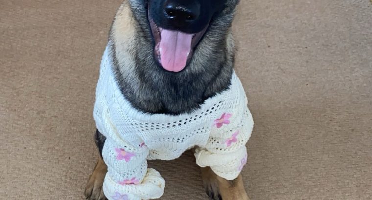 German shepherd 6 months puppy IKC REGISTERED