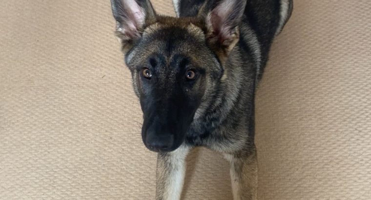 German shepherd 6 months puppy IKC REGISTERED