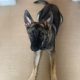 German shepherd 6 months puppy IKC REGISTERED