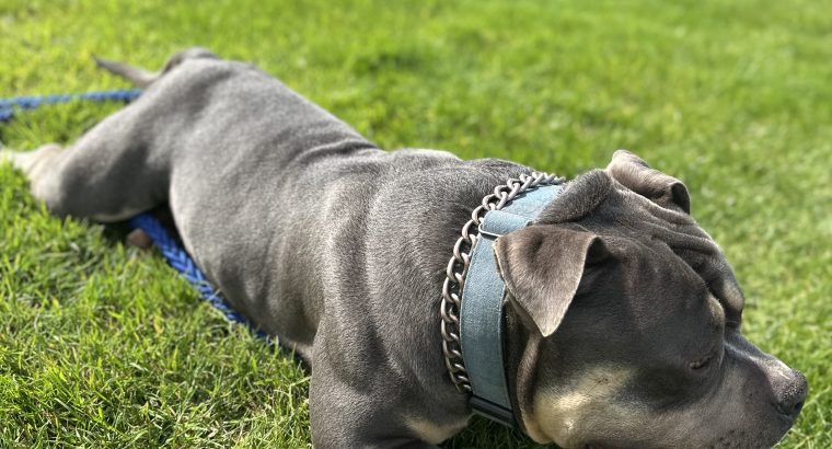 American Bully in Ireland – IKC Registered
