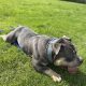 American Bully in Ireland – IKC Registered