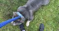 American Bully in Ireland – IKC Registered