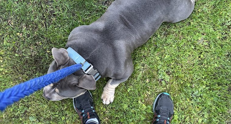 American Bully in Ireland – IKC Registered