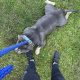American Bully in Ireland – IKC Registered