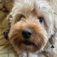 Cockapoo