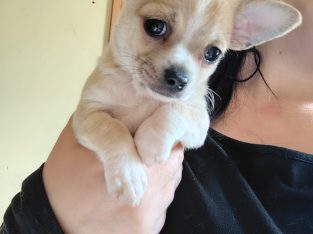 Chihauhua Puppies