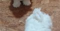 Playful Maltese Puppies for Sale in Portlaoise