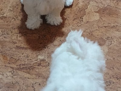 Playful Maltese Puppies for Sale in Portlaoise