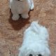 Playful Maltese Puppies for Sale in Portlaoise