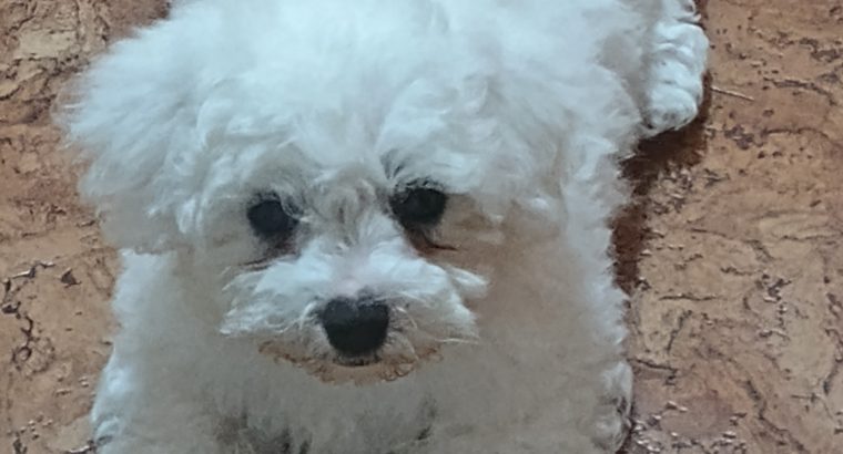 Playful Maltese Puppies for Sale in Portlaoise