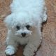 Playful Maltese Puppies for Sale in Portlaoise