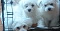 Playful Maltese Puppies for Sale in Portlaoise