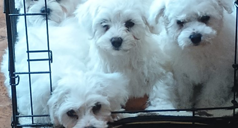 Playful Maltese Puppies for Sale in Portlaoise