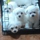 Playful Maltese Puppies for Sale in Portlaoise
