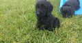 Cockapoo Puppies for Sale in Tullamore