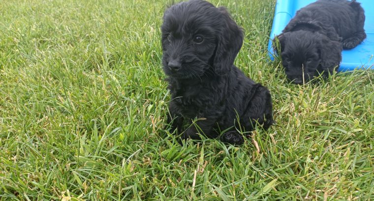 Cockapoo Puppies for Sale in Tullamore