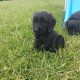 Cockapoo Puppies for Sale in Tullamore