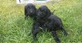 Cockapoo Puppies for Sale in Tullamore