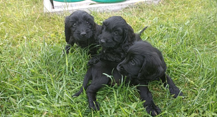 Cockapoo Puppies for Sale in Tullamore