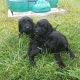 Cockapoo Puppies for Sale in Tullamore