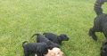 Cockapoo Puppies for Sale in Tullamore
