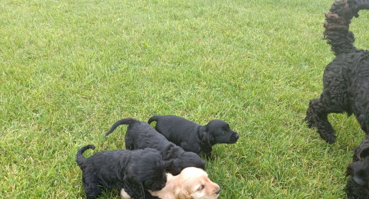 Cockapoo Puppies for Sale in Tullamore