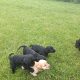 Cockapoo Puppies for Sale in Tullamore