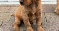 Cocker Spaniel Cross Cavapoo Puppies in Galway