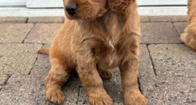 Cocker Spaniel Cross Cavapoo Puppies in Galway