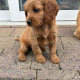 Cocker Spaniel Cross Cavapoo Puppies in Galway