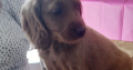 Cocker Spaniel Cross Cavapoo Puppies in Galway