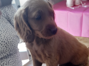 Cocker spaniel cross cavapoo