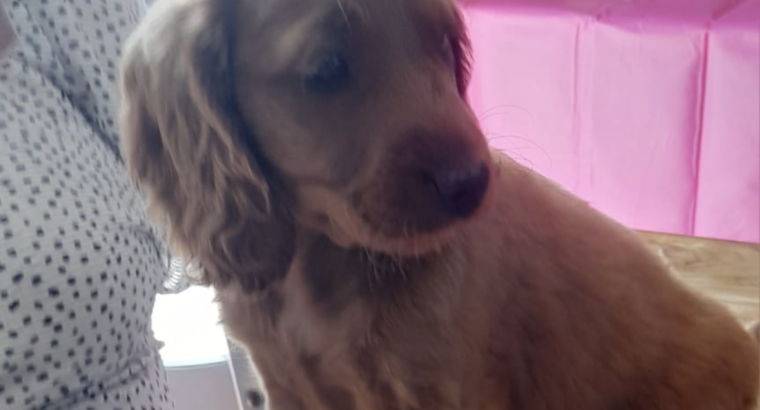 Cocker Spaniel Cross Cavapoo Puppies in Galway